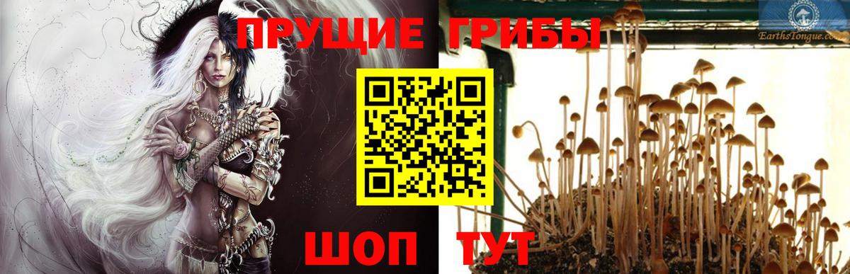 Галлюциногенные грибы Psilocybe  Вход с VPN  Кубинка  Галлюциногенные грибы мицелий 